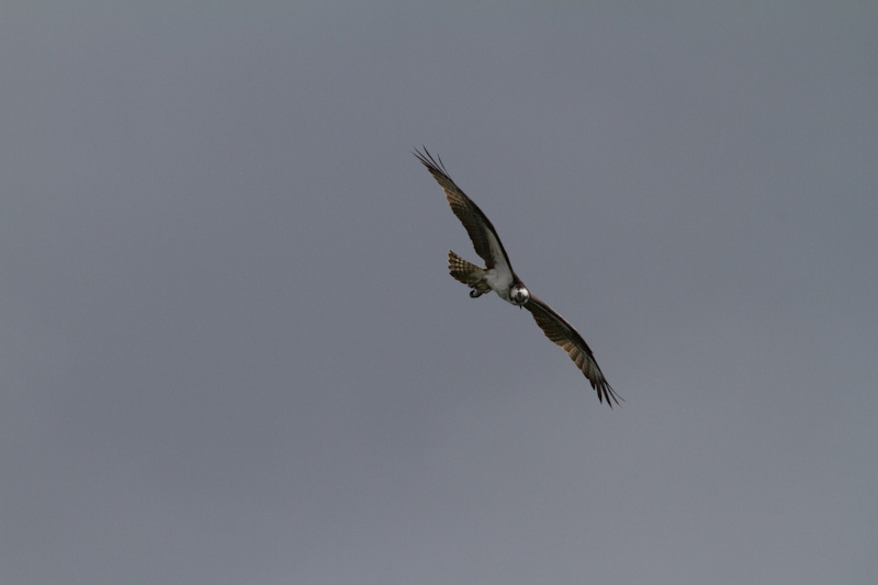 Osprey In Flight